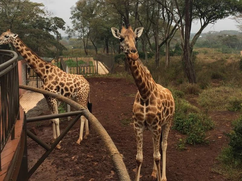 Visiting Nairobi's Giraffe Centre