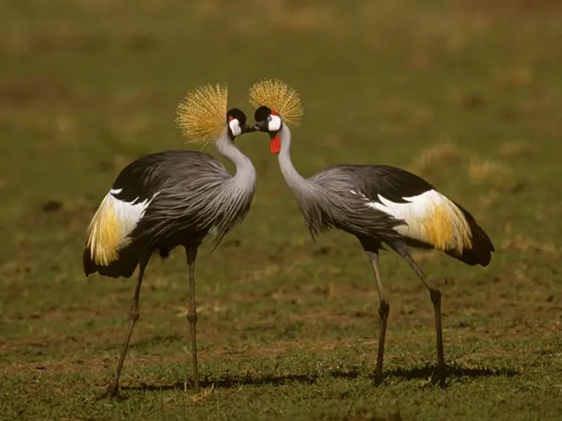 Survey: The Grey-crowned Crane Is In Danger Of Going Extinct