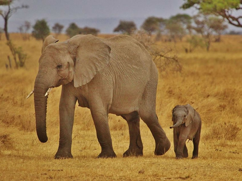 Amboseli National Park