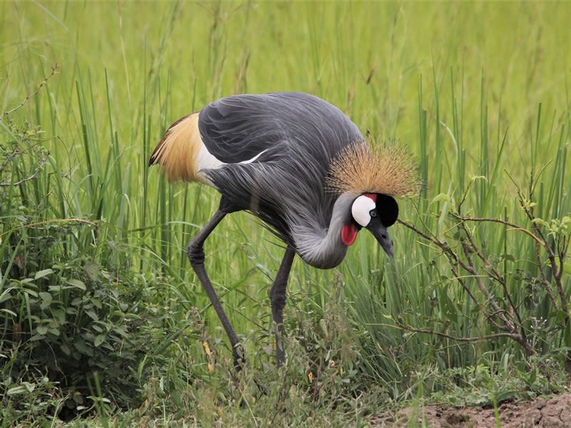 Central Kenya