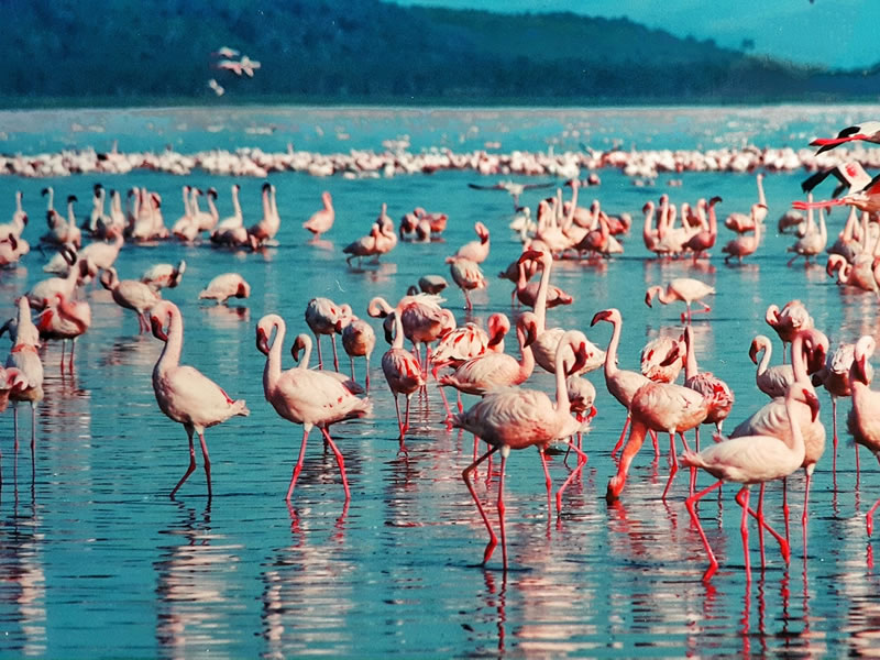 Lake Nakuru National Park