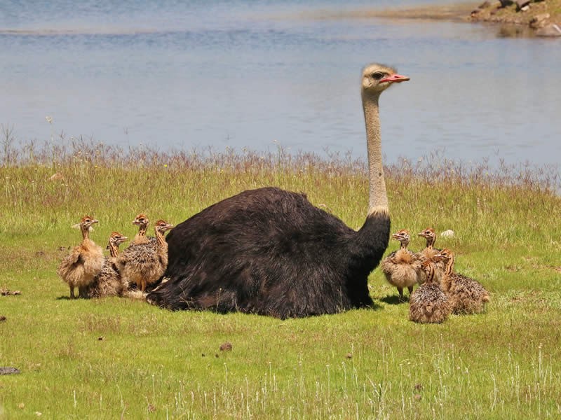 Marsabit National Park