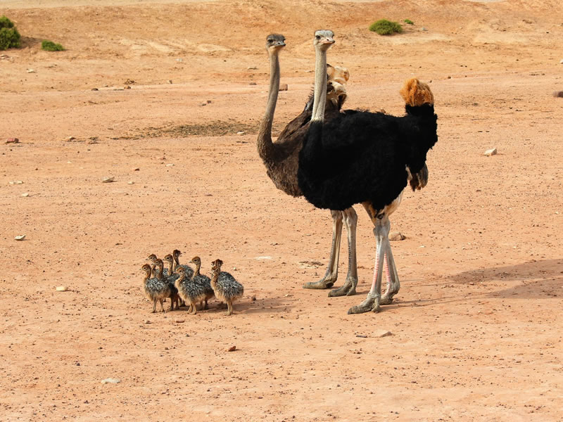 Amboseli National Park