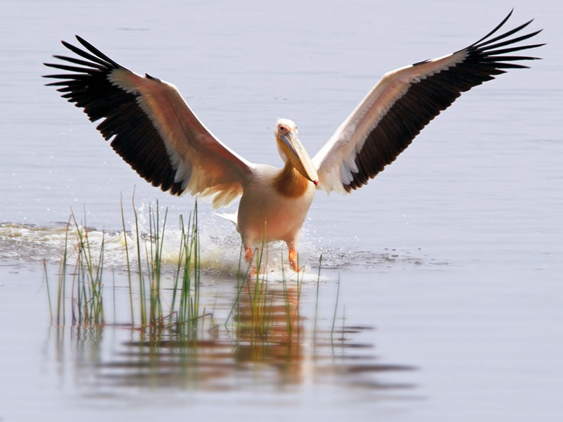 Lake Bogoria