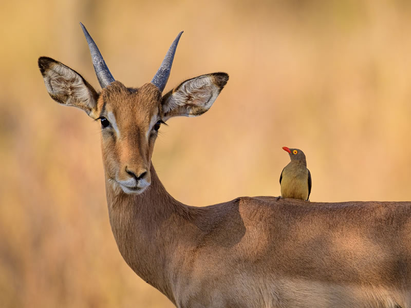 Nairobi National Park