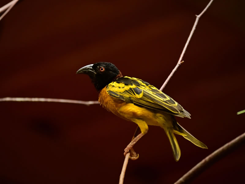 Aberdare National Park