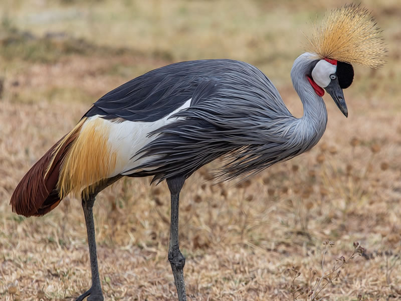 Maasai Mara Game Reserve