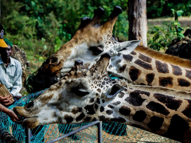 Giraffe Centre Excursion