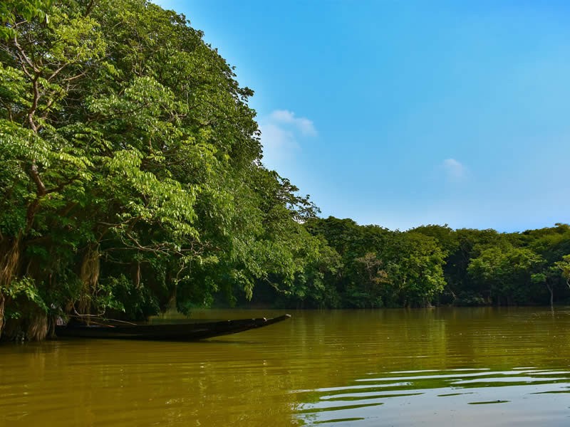 Ngong Road Forest Birding Safari