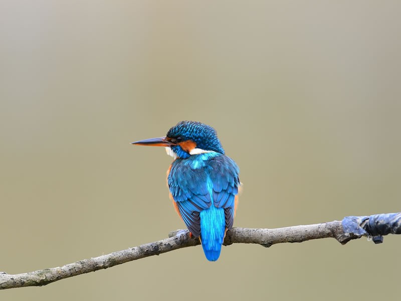 Bird Watching At Ol Donyo Sabuk National Park