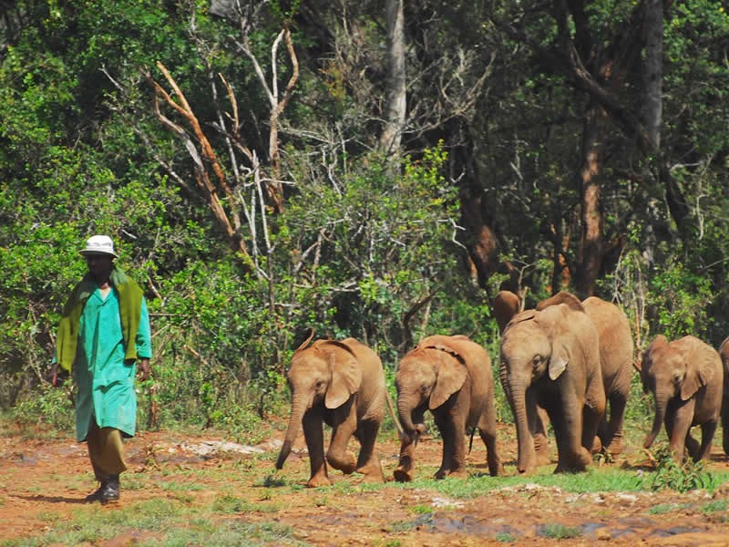 Visit To The Sheldrick Wildlife Trust