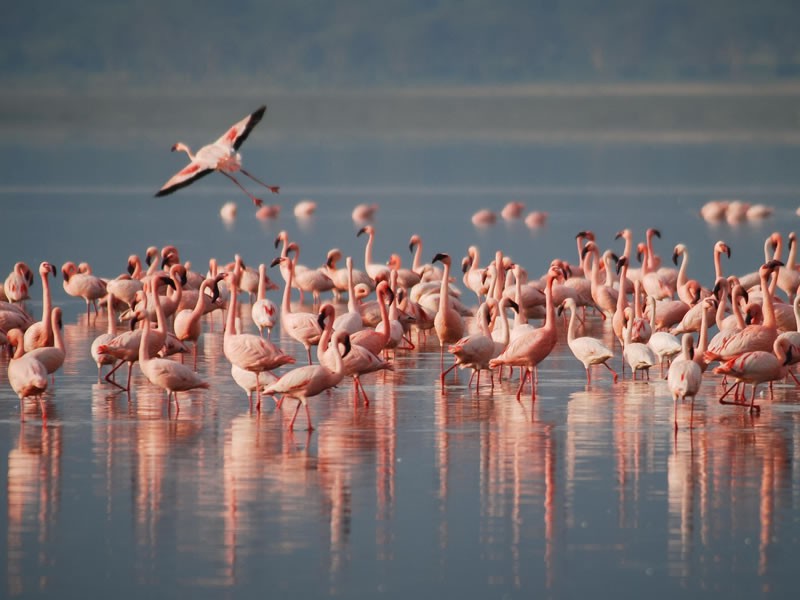 Magadi Birding Safari