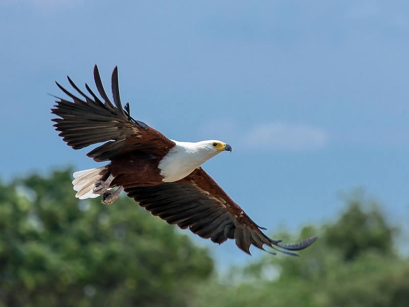 Lake Naivasha Bird Watching Safari