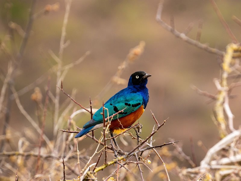 Tsavo East National Park Birding Safari