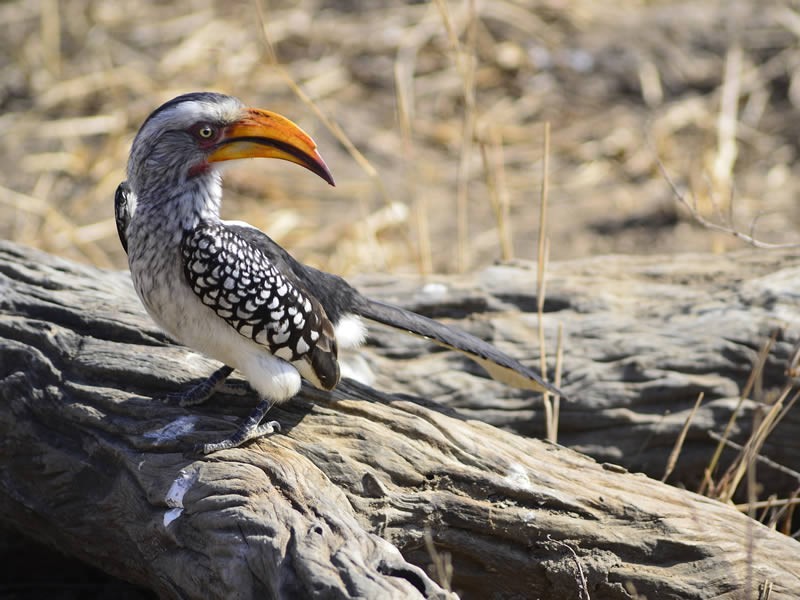 Arabuko Sokoke Forest Bird Watching Safari