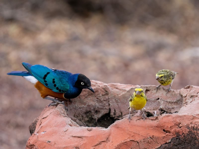 Kakamega Forest Birding Safari