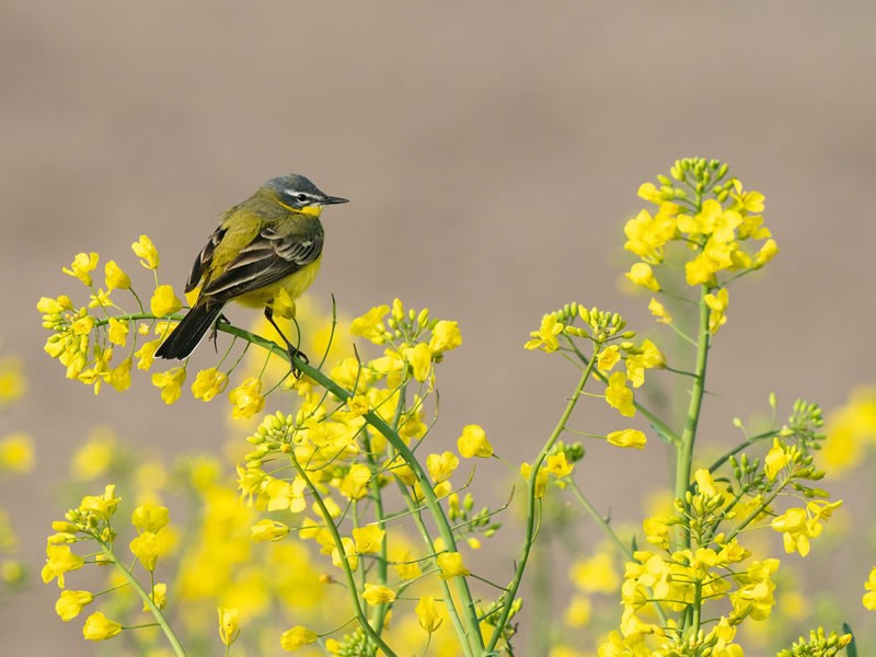 Aberdare Forest Birding Safari