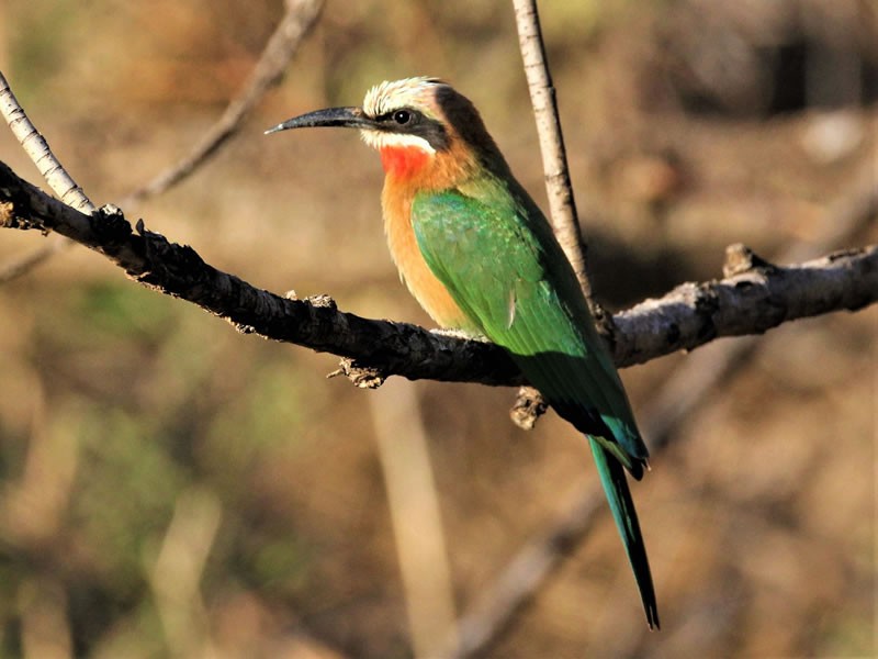 Sabaki River Birding Tour