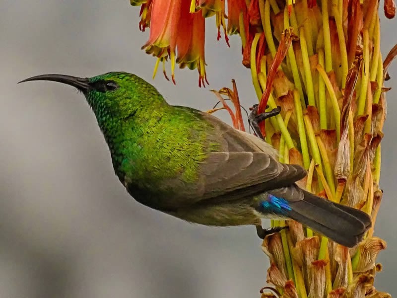 Kisumu & Lake Victoria Bird Watching Safari