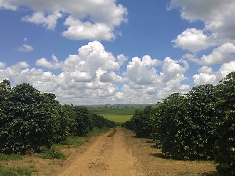 Paradise Lost Birding Safari