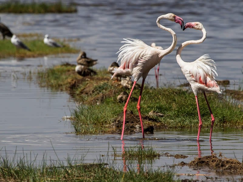 Kenya Classic Birding Safari