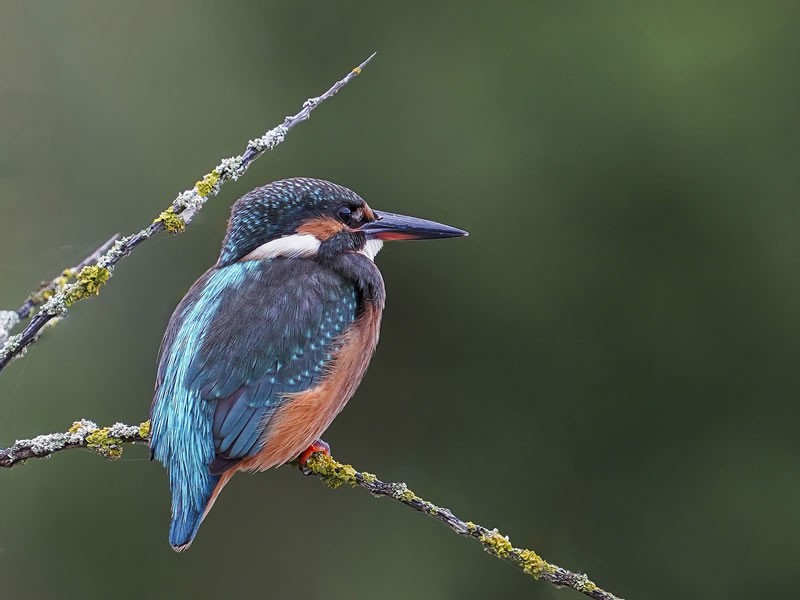 Birding Day Safari - Lake Nakuru National Park