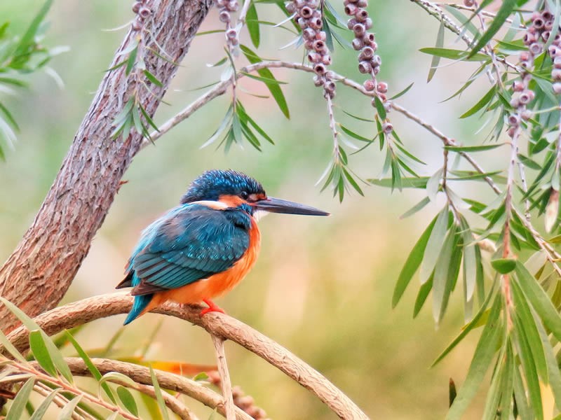 Limuru Bird Watching Safari