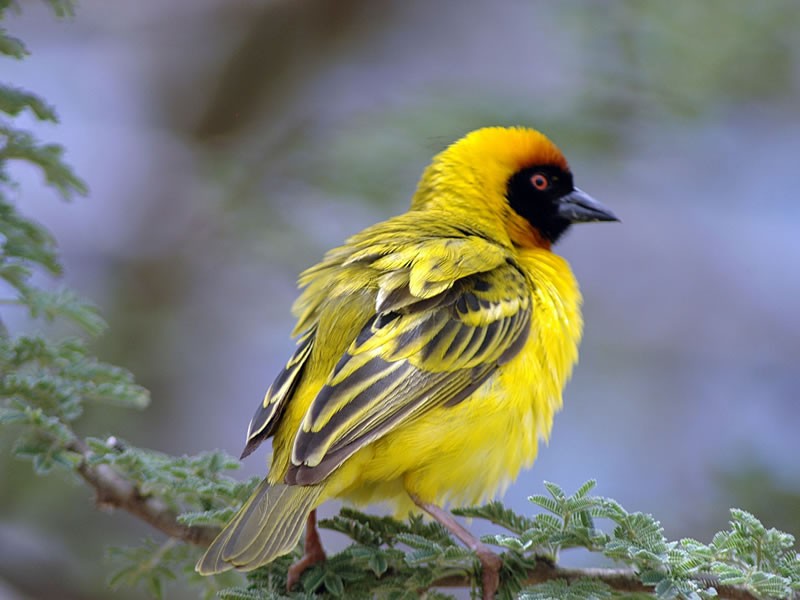 Nairobi National Park Birding Safari