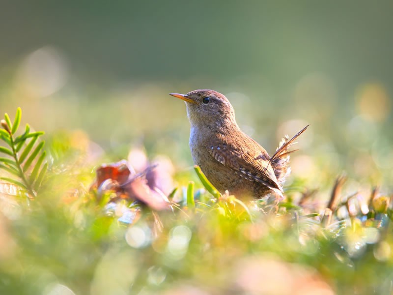 3 Days Forest Birding